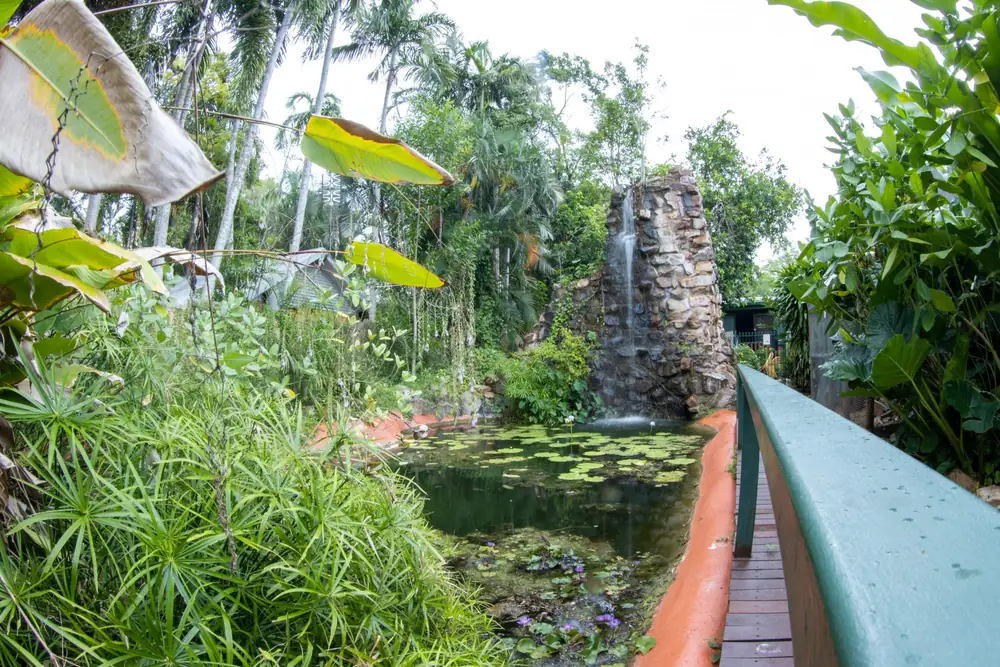Butterfly Farm – Batchelor NT (photo 2)