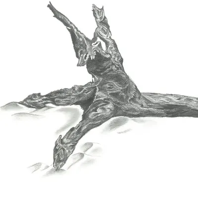 Driftwood Restaurant logo