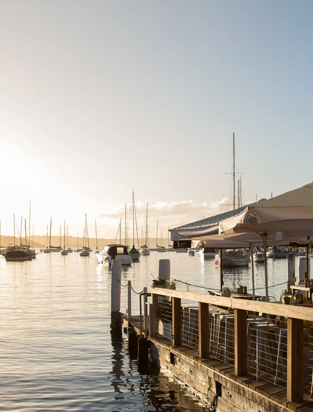 Flying Bear – Kirribilli NSW (photo 2)