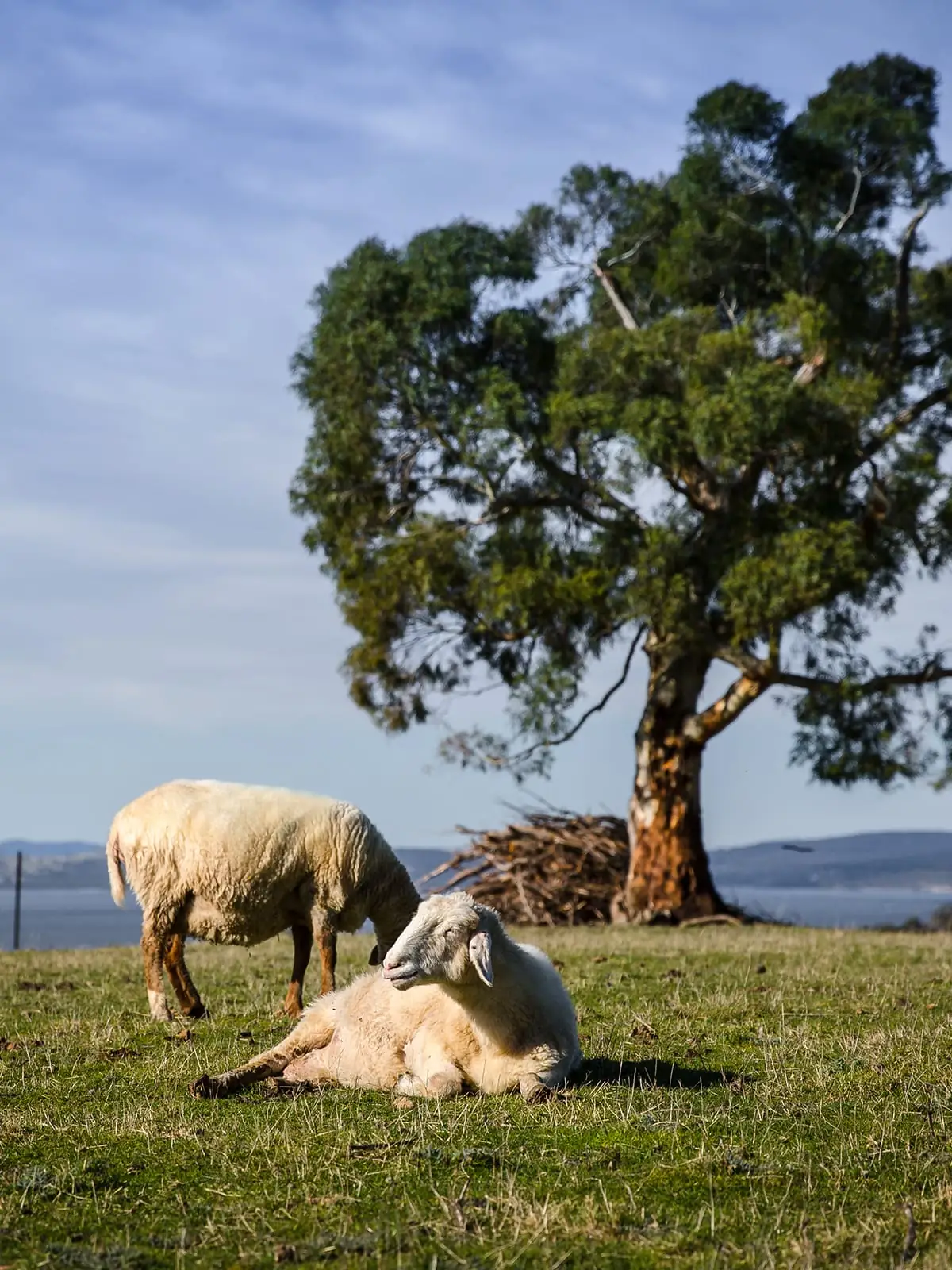Grandvewe - Certified Organic Sheep Dairy and Sheep Whey Liqueur – 59 Devlyns Road, Birchs Bay