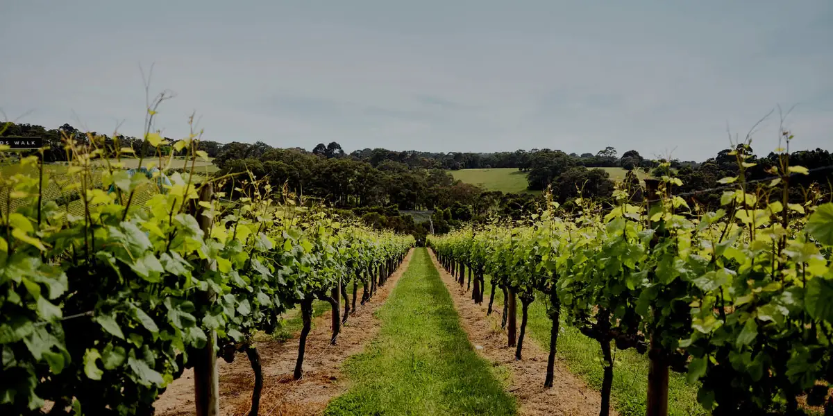 Montalto Vineyard & Olive Grove – 33 Shoreham Road, Shoreham