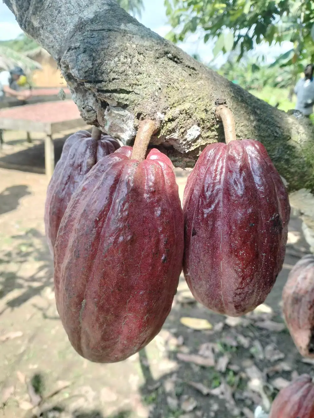 Red Cacao – Stirling SA (photo 4)