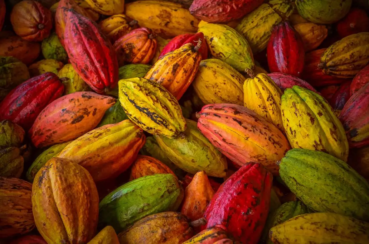 The Australian Chocolate Farm – 78 Mountain View Drive, Cassowary