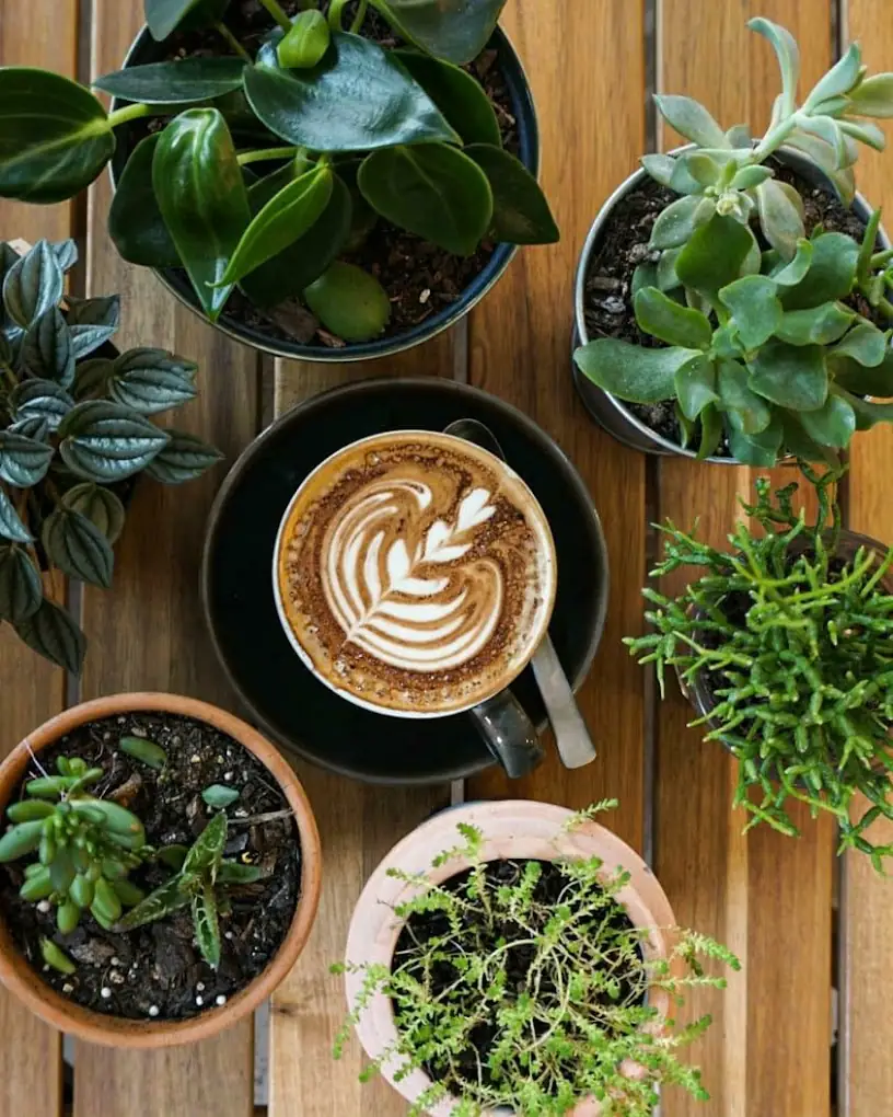 The Foliage Cafe – 173 Blues Point Road, Lavender Bay, NSW
